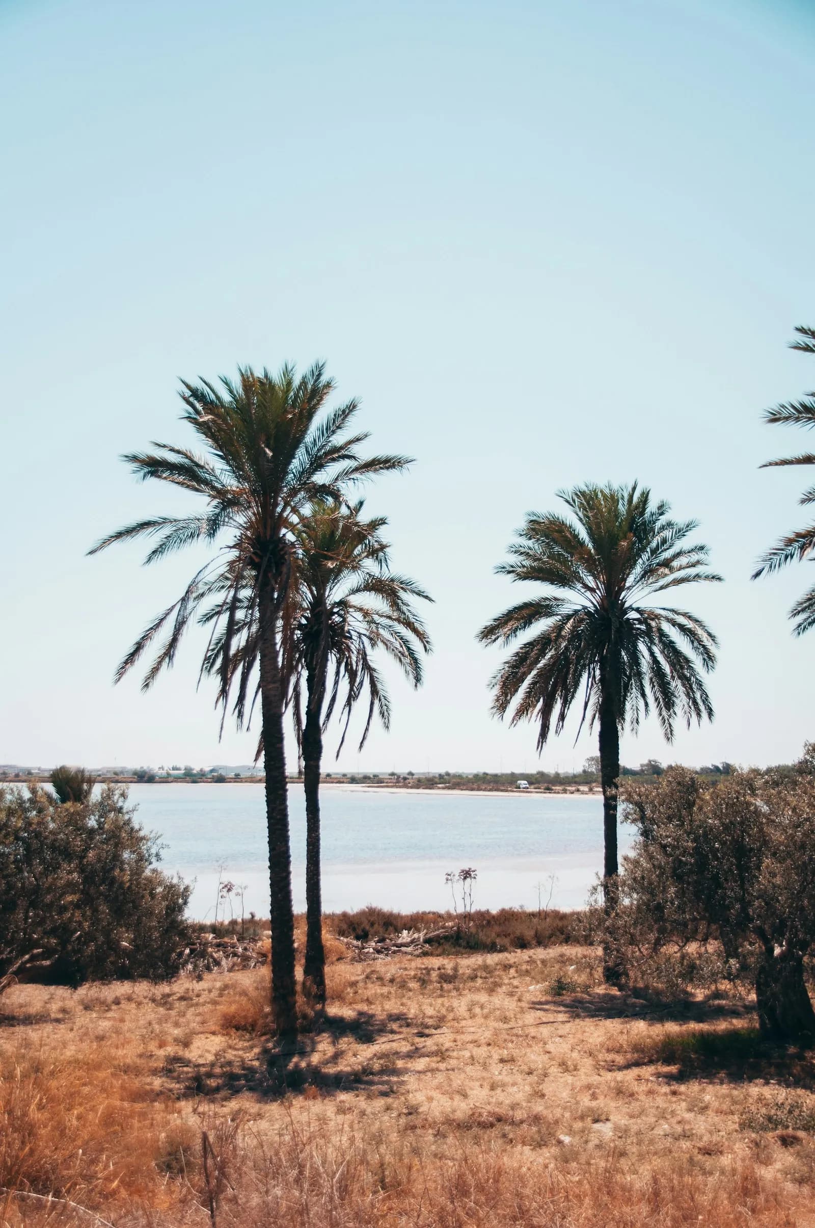 Palm-lined seafront and harbour light in Larnaca