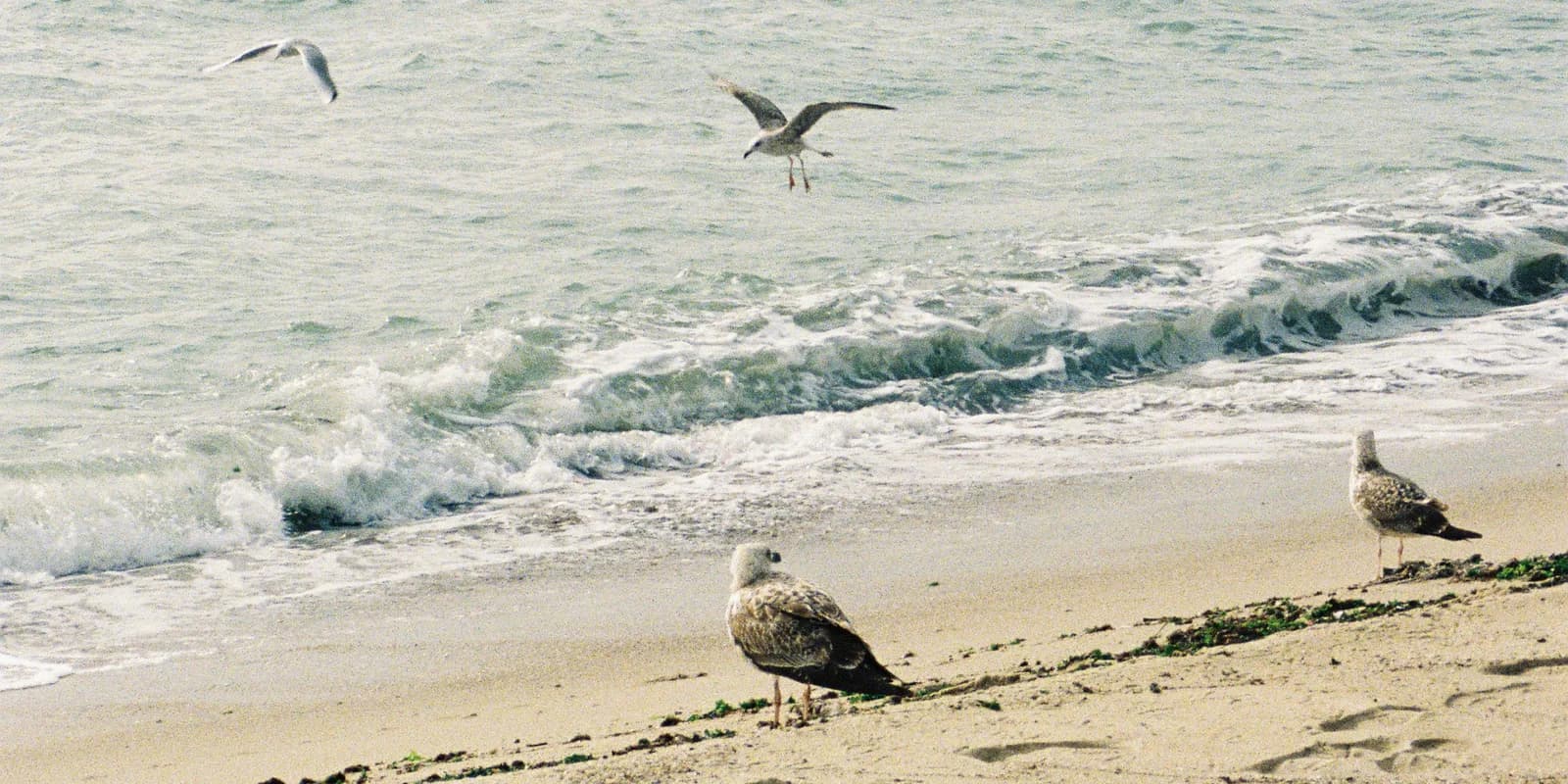 Seagulls over a beach in Varna